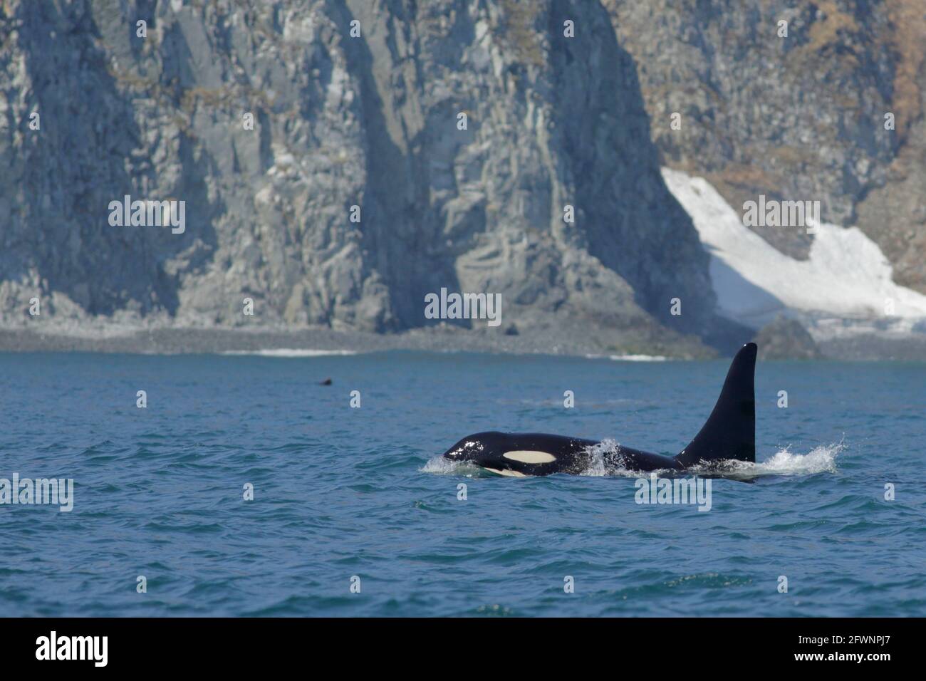 Orca (Orcinus orca) , Killer Whale, adulto al largo della costa di Kamchatka, Estremo Oriente Russia, 1 giugno 2012 Foto Stock