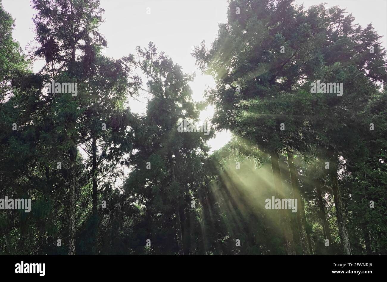 La luce del sole del mattino nella foresta.Train, fioritura dei ciliegi, albero, nube. Varie vedute dell'area ricreativa della Foresta Nazionale di Alishan nella Contea di Chiayi, Taiw Foto Stock