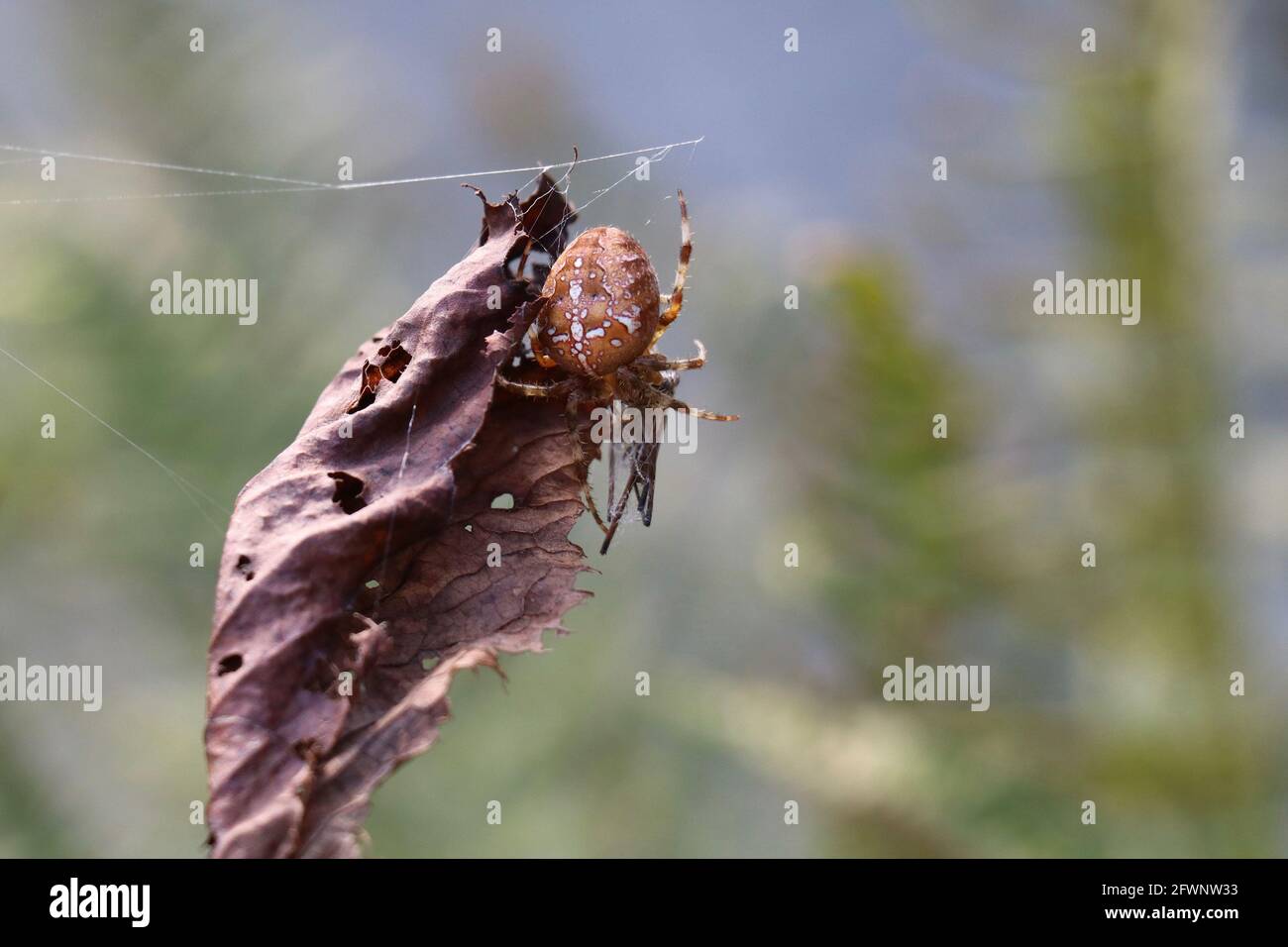 ragno da giardino con preda che crea una ragnatela intorno a una foglia morta Foto Stock