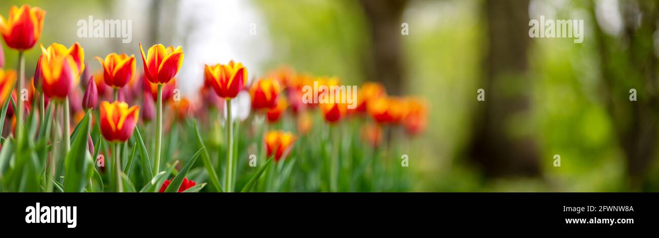 Tulipani in aiuole fiorite nel parco in primavera Foto Stock