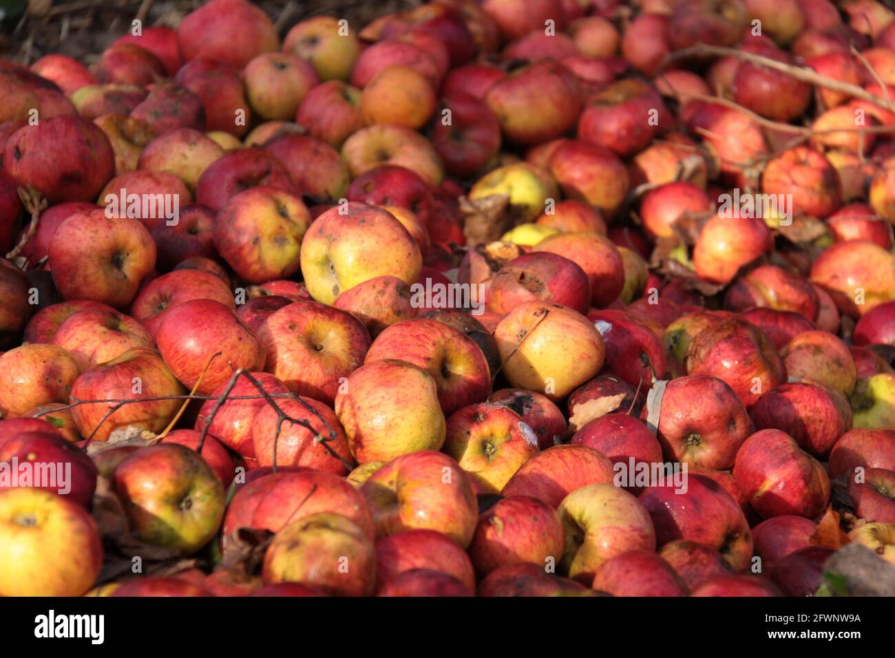 pila colorata di mele rosse lisciate utilizzate come cibo per animali Foto Stock