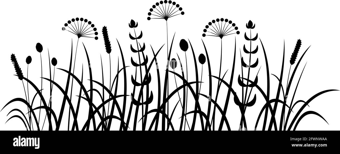 Erba selvatica. Piante prati e campi. Bianco e nero. Concept estate, natura, relax freschezza Illustrazione Vettoriale