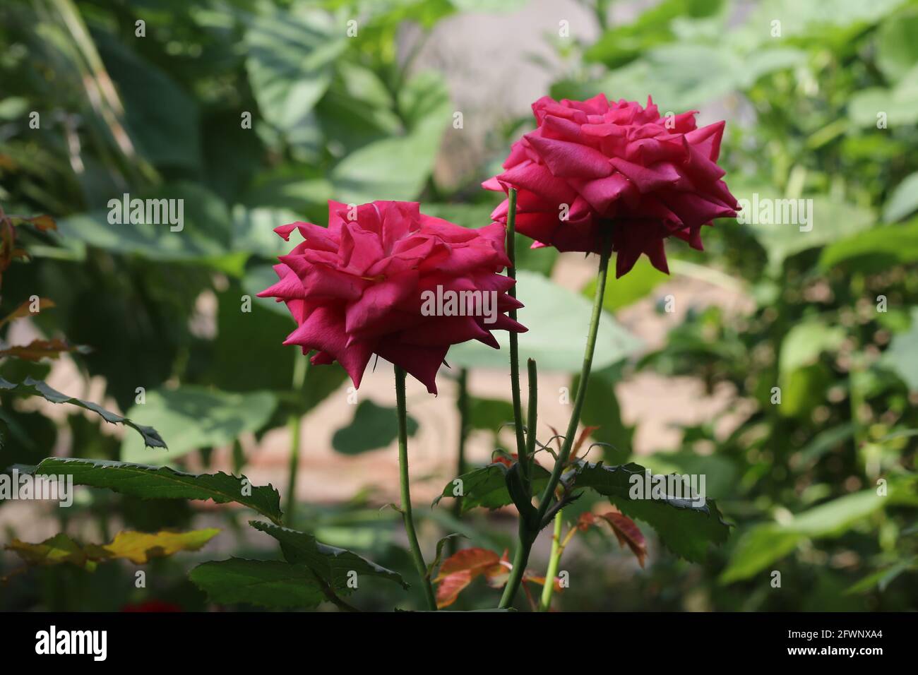 Fiori naturali nel giardino Foto Stock