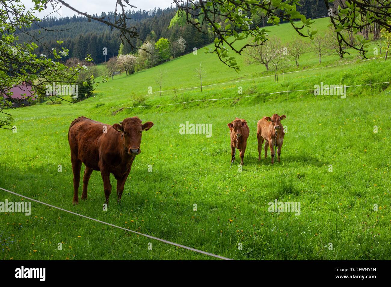 Una mucca marrone e i suoi due vitelli sono in un prato verde in montagna e guardare a noi Foto Stock