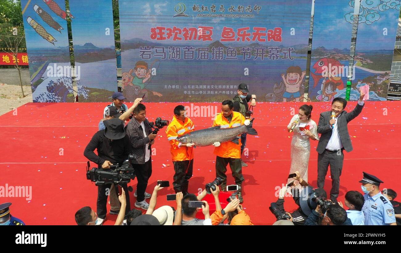 Zaozhuang, Zaozhuang, Cina. 24 maggio 2021. Il 23 maggio 2021 è stata inaugurata la prima festa di pesca del lago Yanma a Zaozhuang, nella provincia di Shandong. Questo evento ha attirato quasi 10,000 visitatori. L'evento ha anche attirato i turisti ad acquistare pesce fresco sul posto. Secondo le statistiche preliminari di quel giorno, l'asta del pesce capo da solo ha portato più di 40,000 yuan in reddito alla cooperativa. Più tardi, il vincitore del premio ''Fish King'' Ji Yanjun ha detto: ''sono molto entusiasta di poter fare un'offerta per un re del pesce di 90-jin, ma per restituire alla natura, ho messo il re del pesce d'offerta di nuovo al lago Yanma. La natura è un Foto Stock