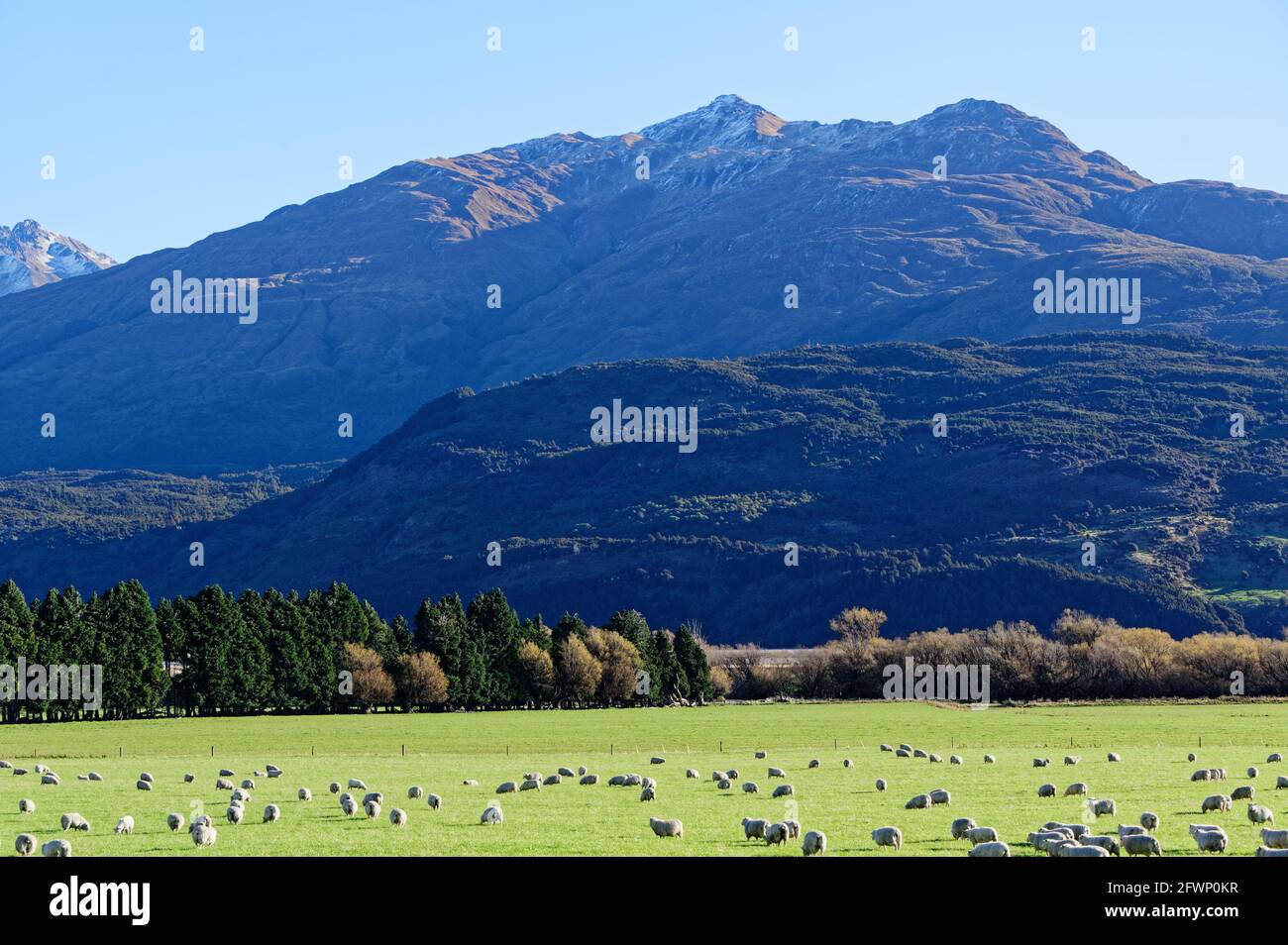 Pascolo pecore in un paddock con le montagne dietro su New Zelanda Foto Stock