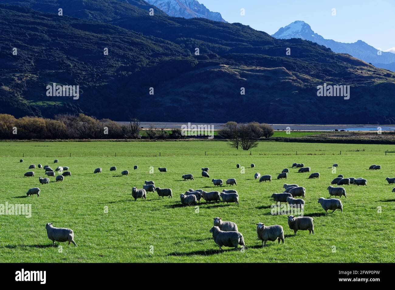 Pecore pascolano su verdeggianti paddock verdi con colline dietro Foto Stock