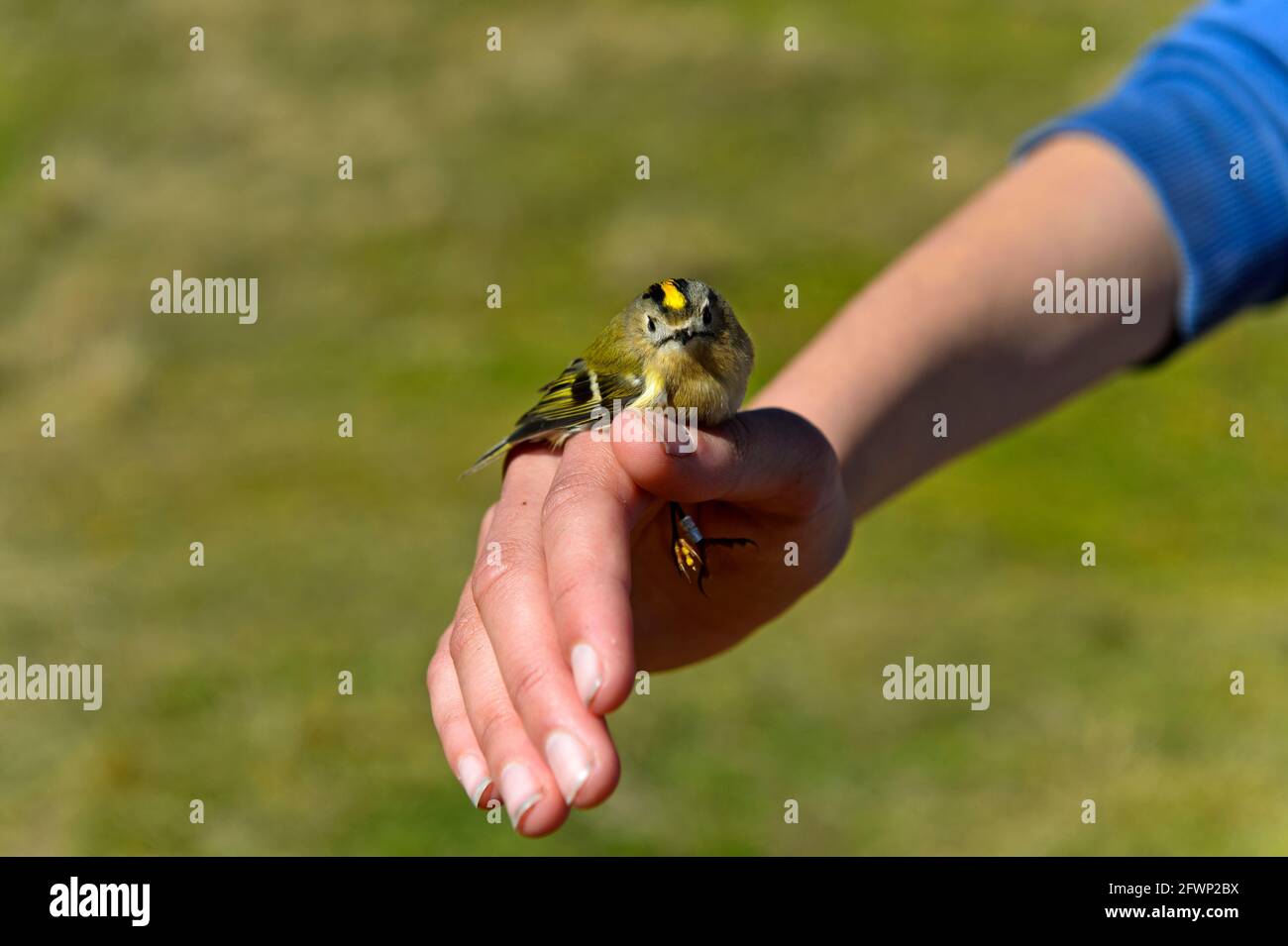 Goldcrest (Regulus regulus) per mano di un ornitologo durante il ringing degli uccelli, col de la Croix, Bex, Vaud, Svizzera Foto Stock