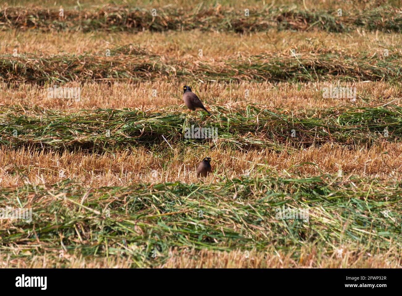 Primo piano di uccelli myna su campo agricolo con strisce di erba tagliata di fresco Foto Stock