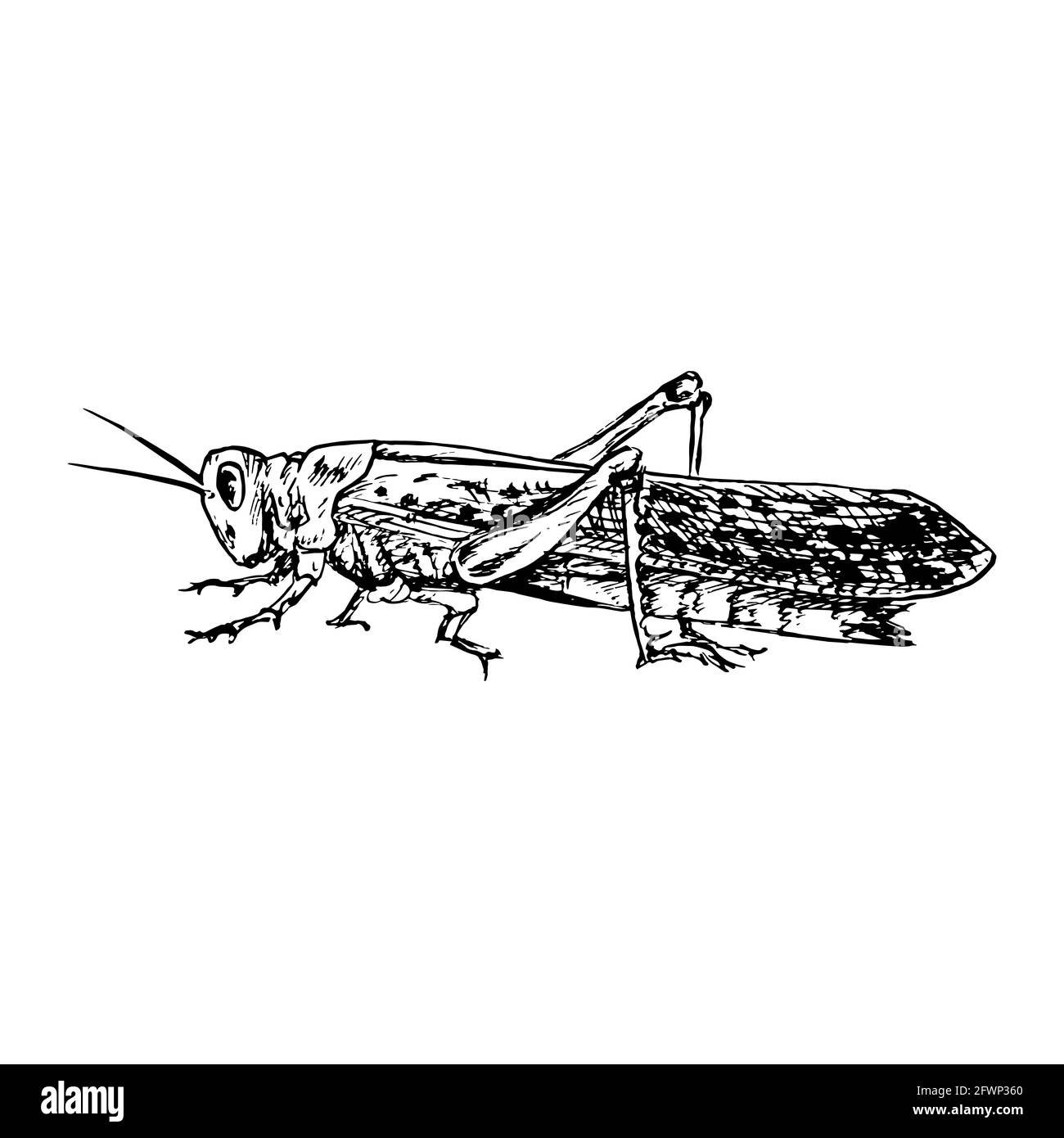 Locusta desertica (Schistocerca gregaria) seduta vista laterale, inchiostro stile gravure disegno illustrazione isolato su bianco Foto Stock