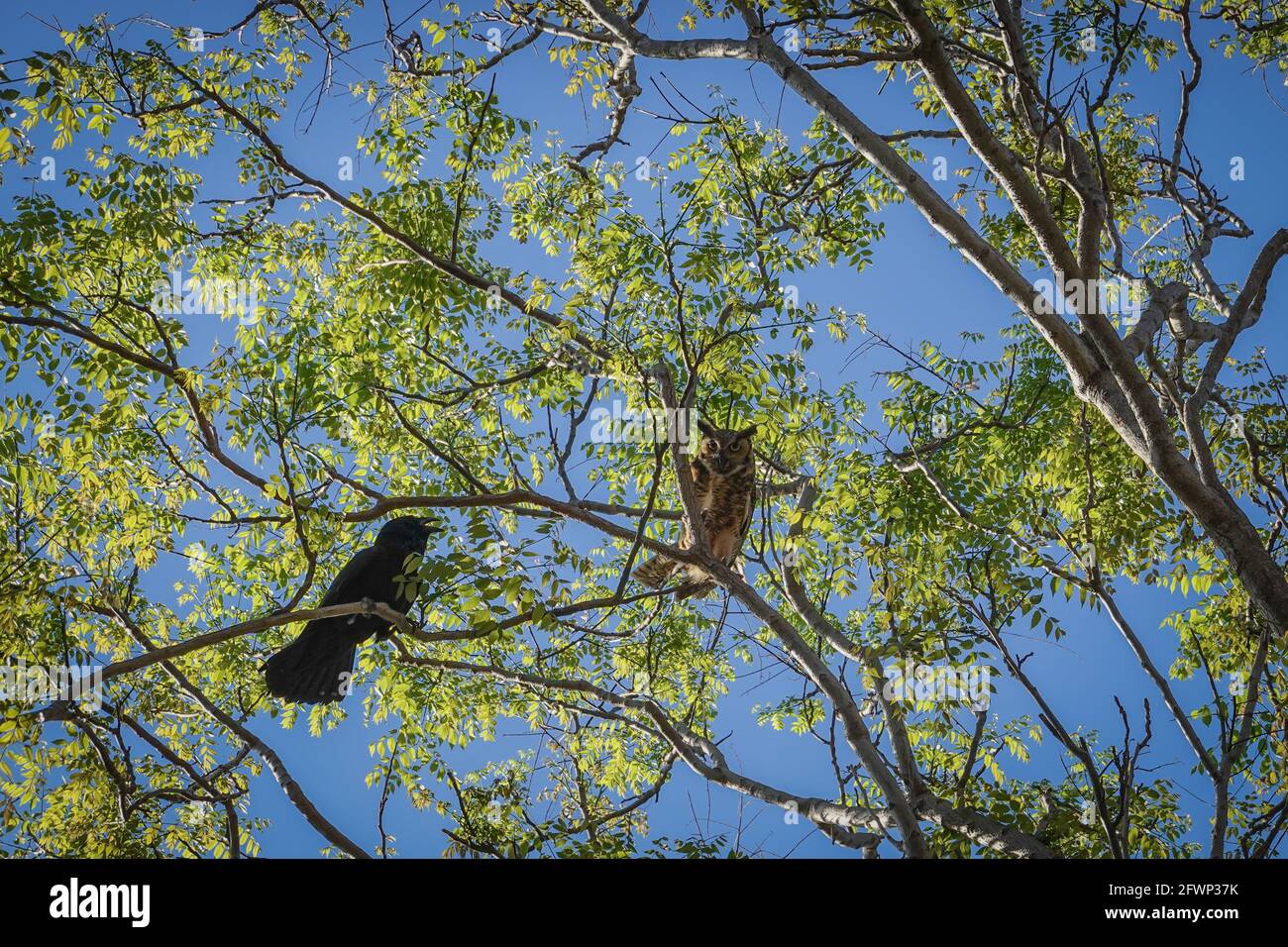 Great Horned Owl , Bubo virginianus arroccato su un ramo di albero ed essere molestato da corvi nella città di Irvine, Orange County, California Foto Stock