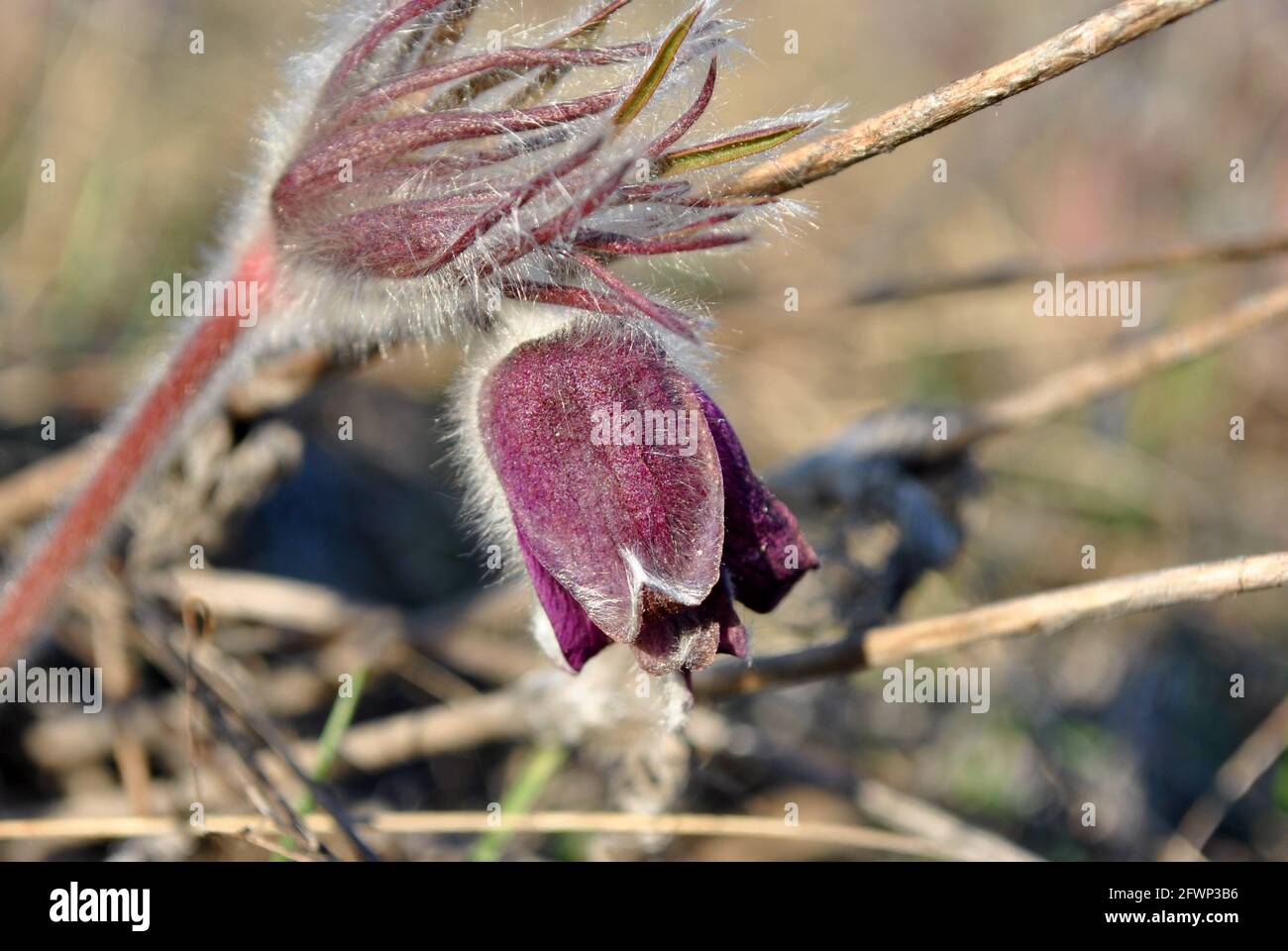 Piante in fiore di Pulsatilla patens (pasqueflower orientale, croccus prateria, anemone foglia di taglio) petali viola, fogliame peloso dettaglio primo piano, erba sfocata Foto Stock