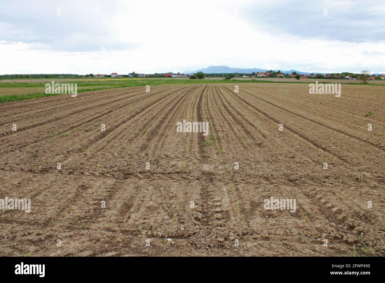 Terreno coltivato nel mese di maggio nei dintorni di Zagabria, Croazia Foto Stock