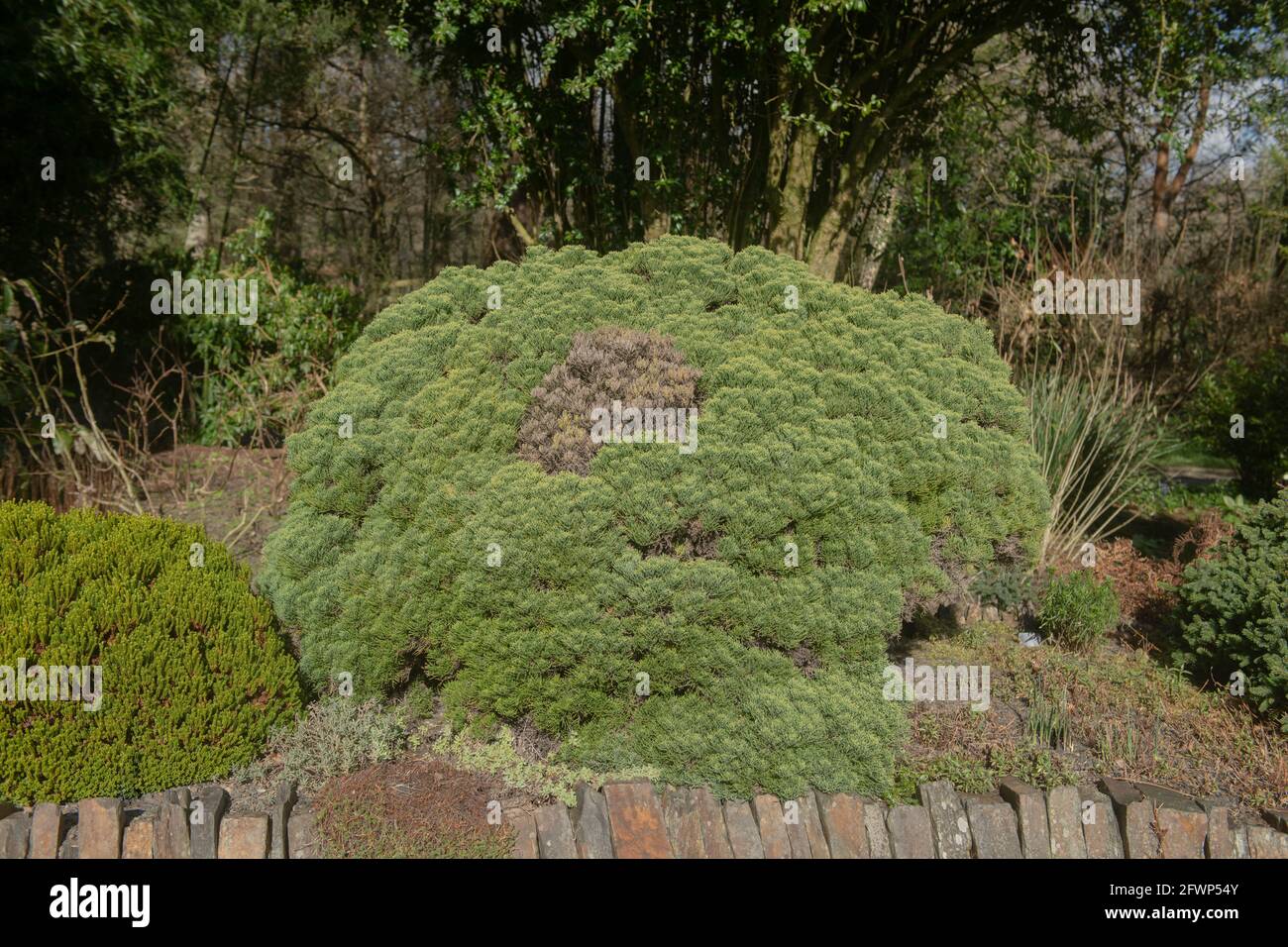 Verde brillante Inverno Foliage di un albero di pino di montagna di nano (Pinus mugo 'Humpy') che cresce sulla cima di una parete di pietra in un giardino in Devon rurale, Inghilterra, Regno Unito Foto Stock