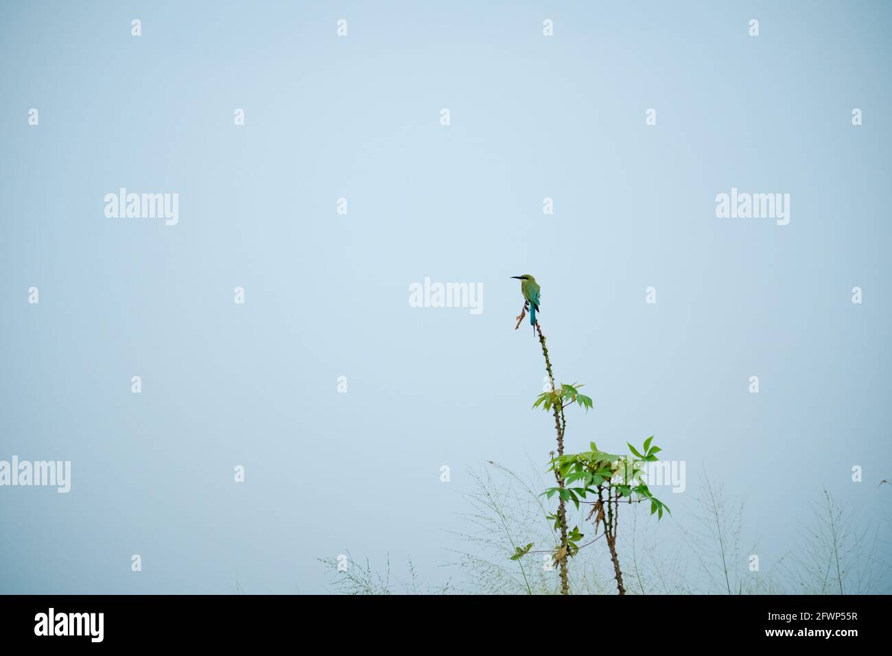 Bee Eater (Merops philippinus) su un ramo di albero a Sawah Ring, Malesia Foto Stock