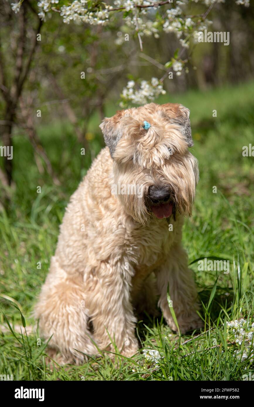 Terrier irlandese rivestito morbido. Ritratto di un cane soffice su uno sfondo di fiori di ciliegio. Foto Stock