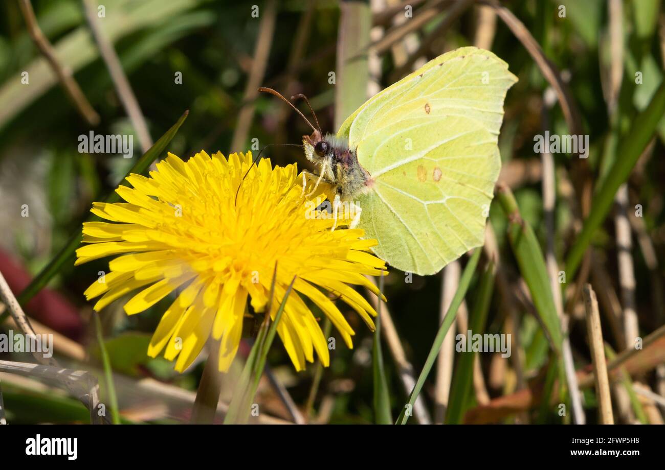 A Brimstone Butterfly, Arnside, Milnthorpe, Cumbria, Regno Unito Foto Stock
