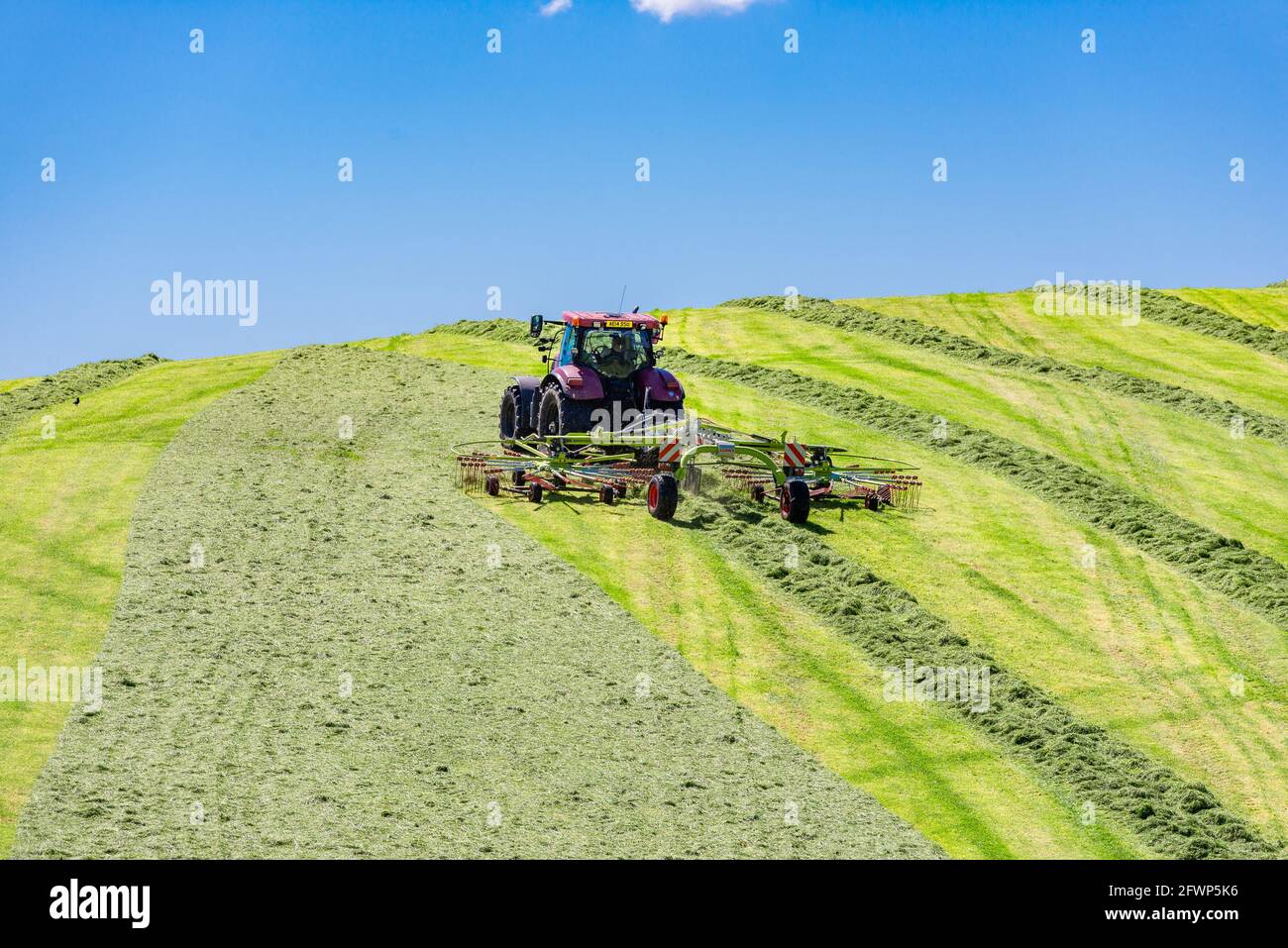 Rastrellare un campo di erba tagliata per insilato in una fattoria, Silverdale, Carnforth, Lancashire, Regno Unito Foto Stock