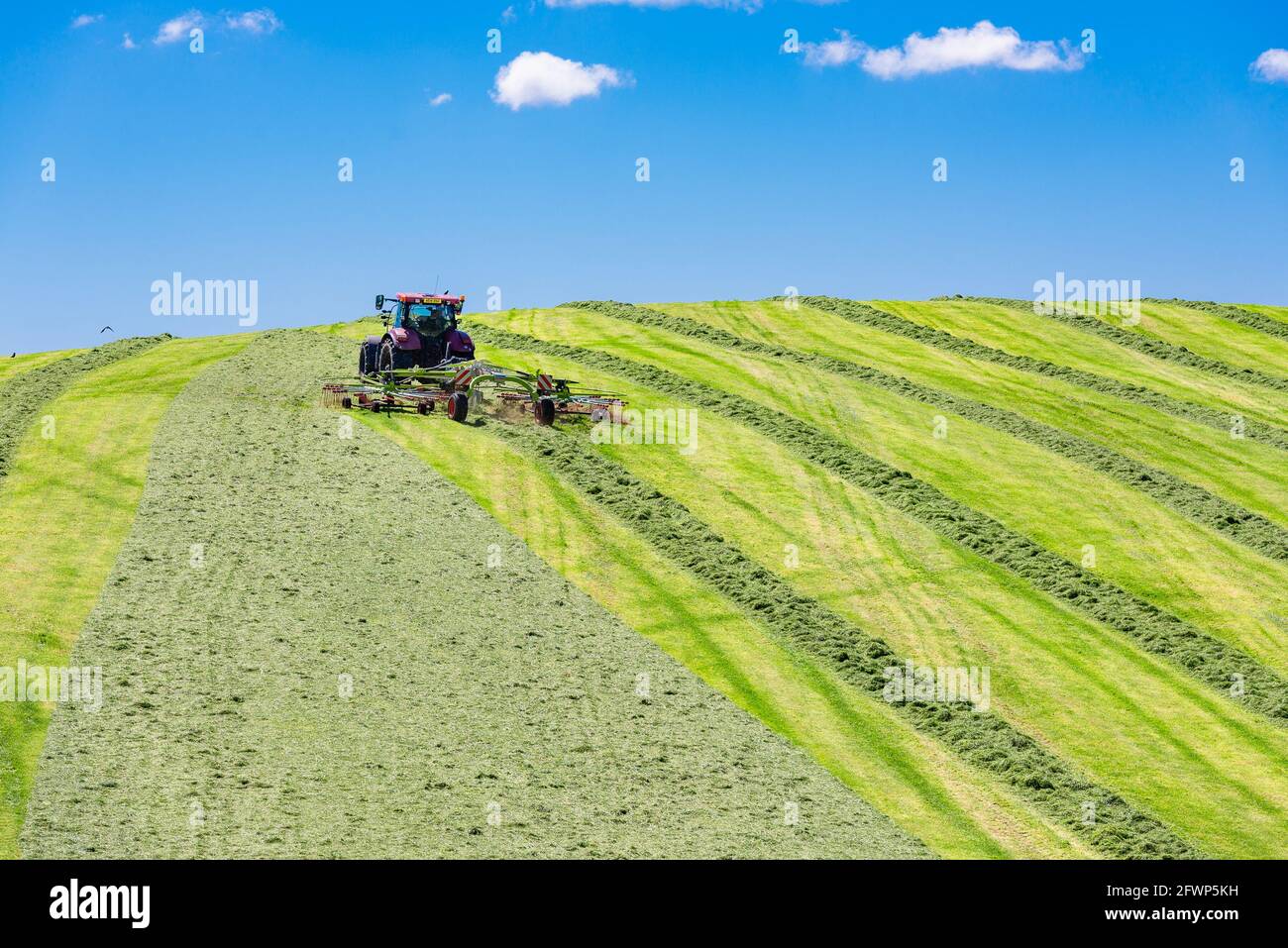 Rastrellare un campo di erba tagliata per insilato in una fattoria, Silverdale, Carnforth, Lancashire, Regno Unito Foto Stock