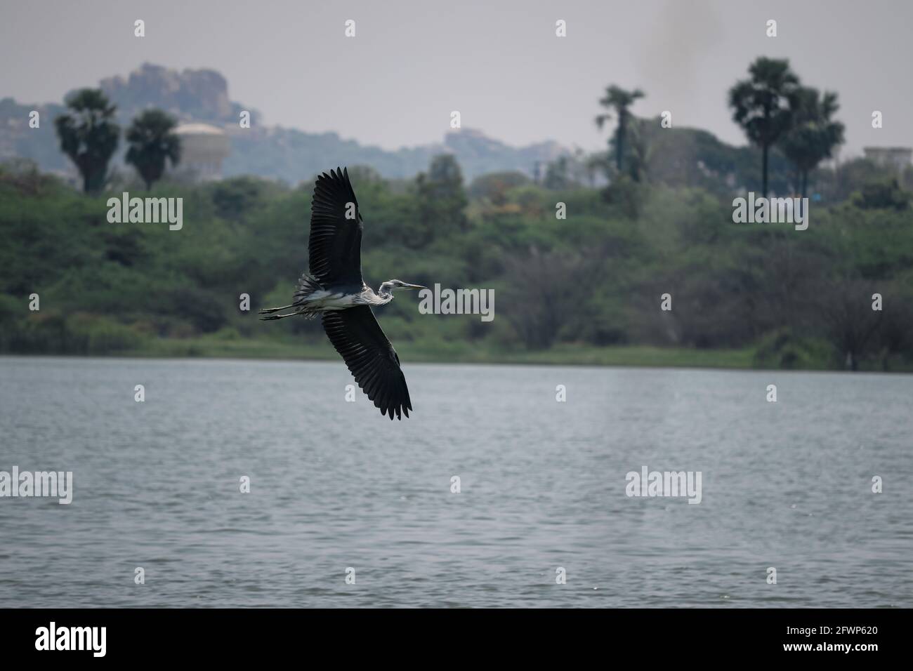 Volo di uccello, uccello che vola sul fiume Foto Stock