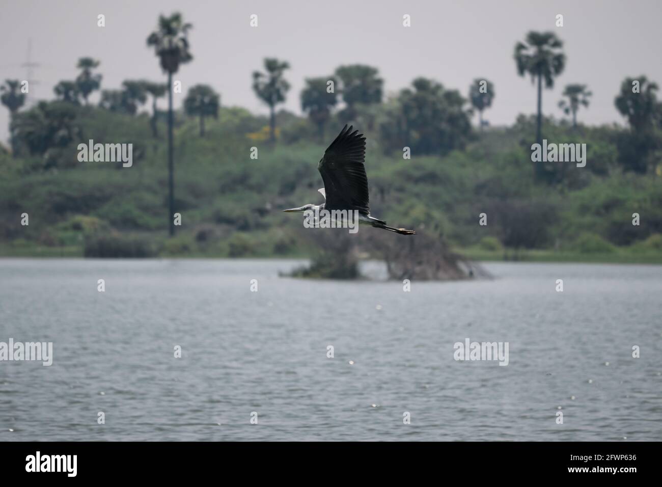 Volo di uccello, uccello che vola sul fiume Foto Stock