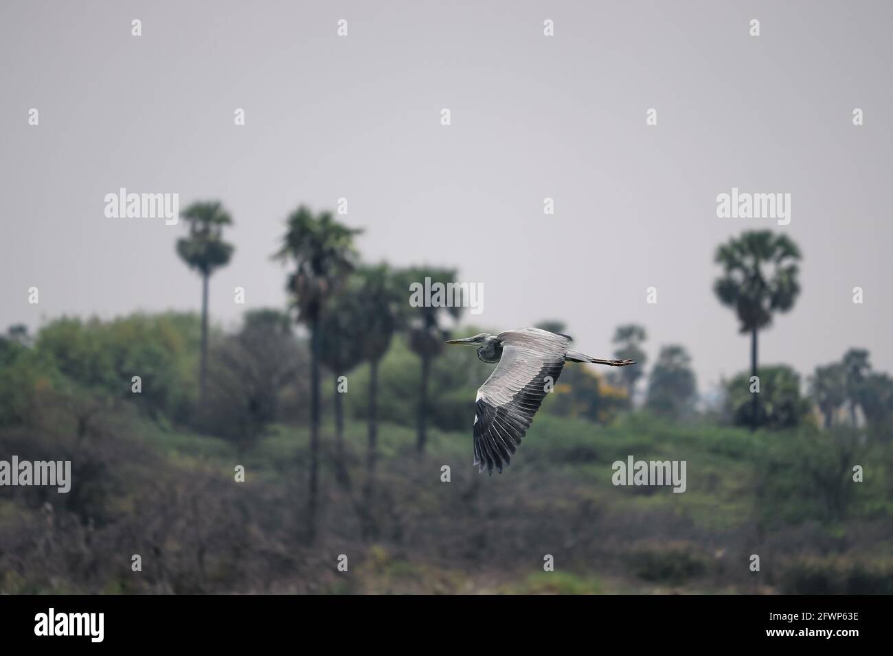 Volo di uccello, uccello che vola sul fiume Foto Stock