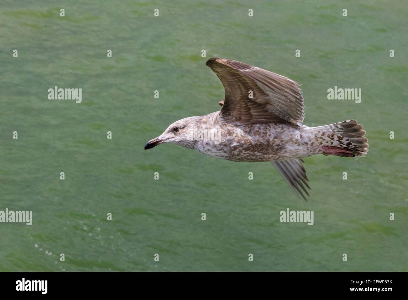 Gabbiano o gabbiano a testa circolare (Larus delawarensis), in piumaggio giovanile, che vola attraverso l'acqua, Inghilterra, Regno Unito Foto Stock