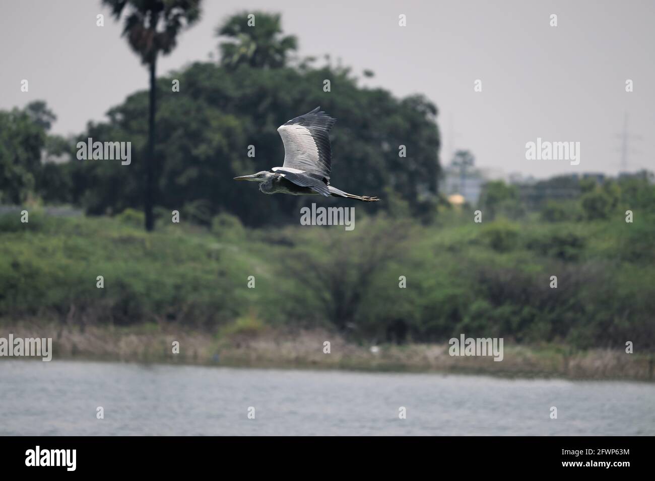 Volo di uccello, uccello che vola sul fiume Foto Stock