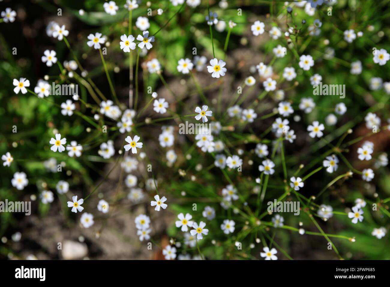 Androsace septentrionalis, pygmyflower rockjasmine, gelsomino di roccia settentrionale, candelabra fata settentrionale, piante da fiore bianco Foto Stock