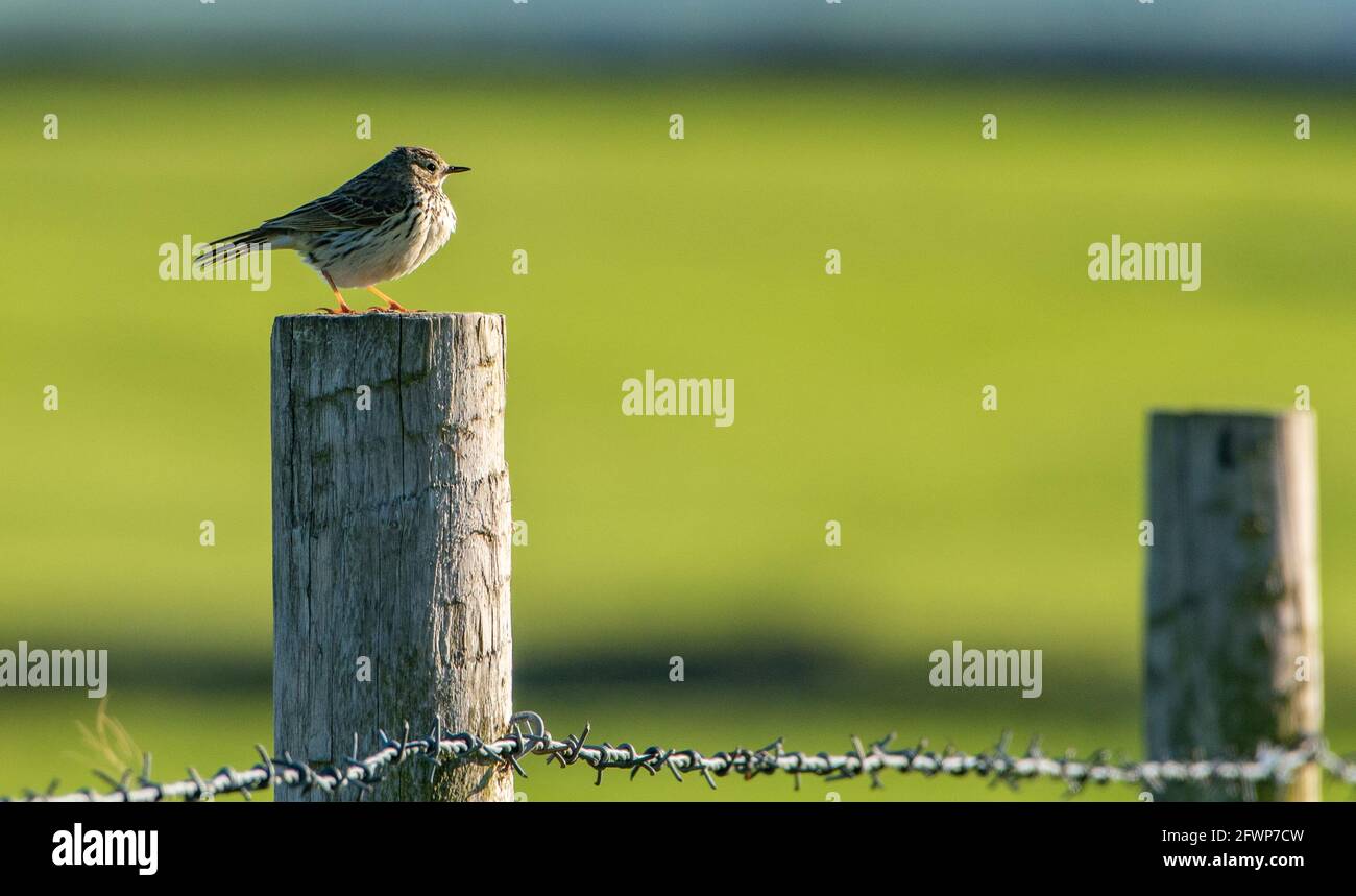 Un pascolo prato su un palo di recinzione di legno, Whitewell, Clitheroe, Lancashire, UK Foto Stock