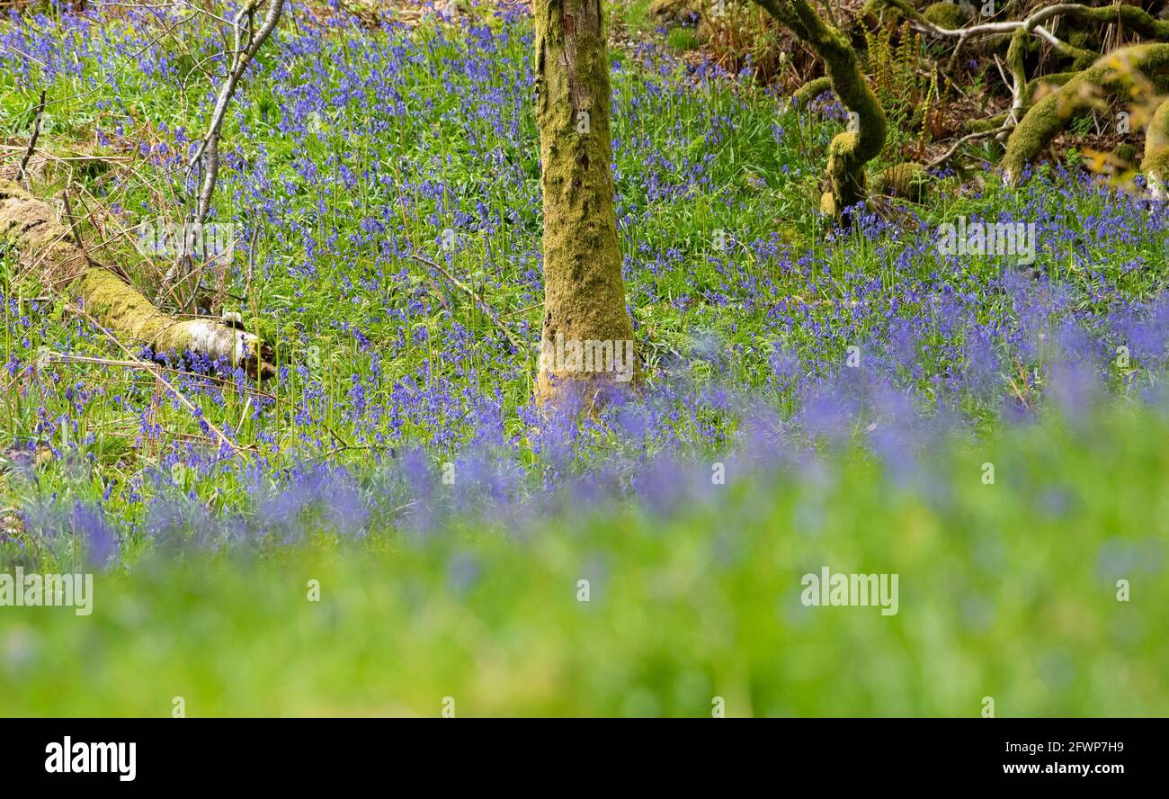 Bluebells, Rydal, Cumbria, Regno Unito Foto Stock