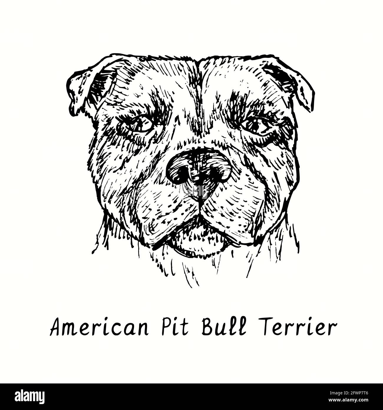 American Pit Bull Terrier muso vista frontale. Inchiostro nero e bianco doodle disegno in legno stile. Foto Stock