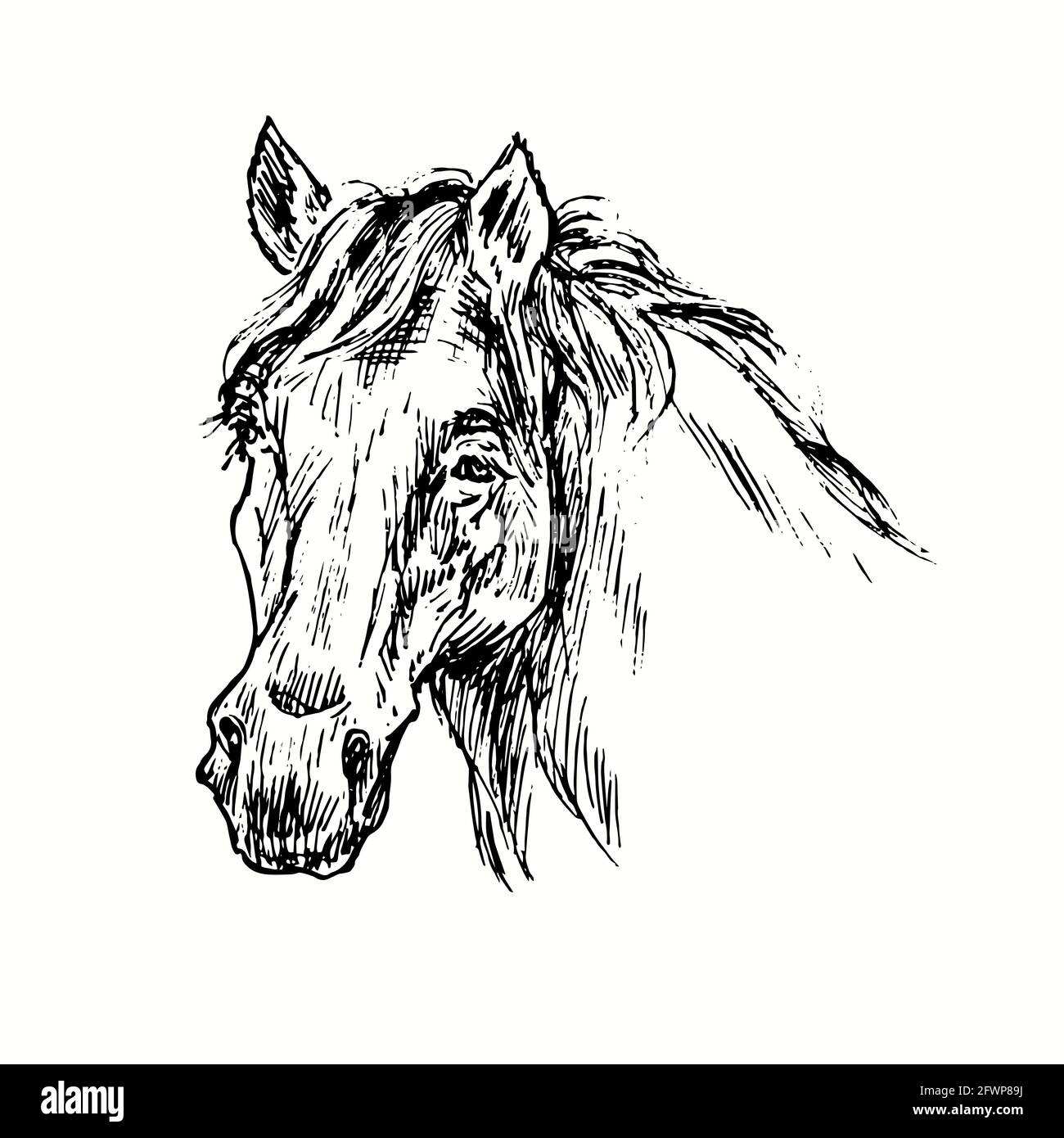 Vista frontale del museruola a cavallo. Inchiostro nero e bianco doodle disegno in legno stile. Foto Stock