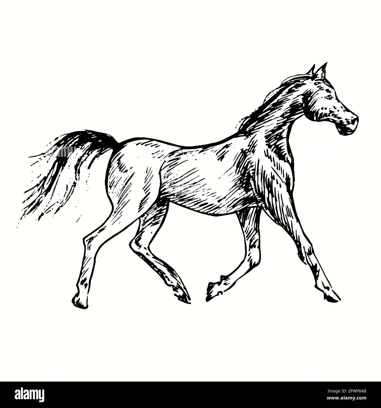 Horse galoppo vista laterale. Inchiostro nero e bianco doodle disegno in legno stile. Foto Stock