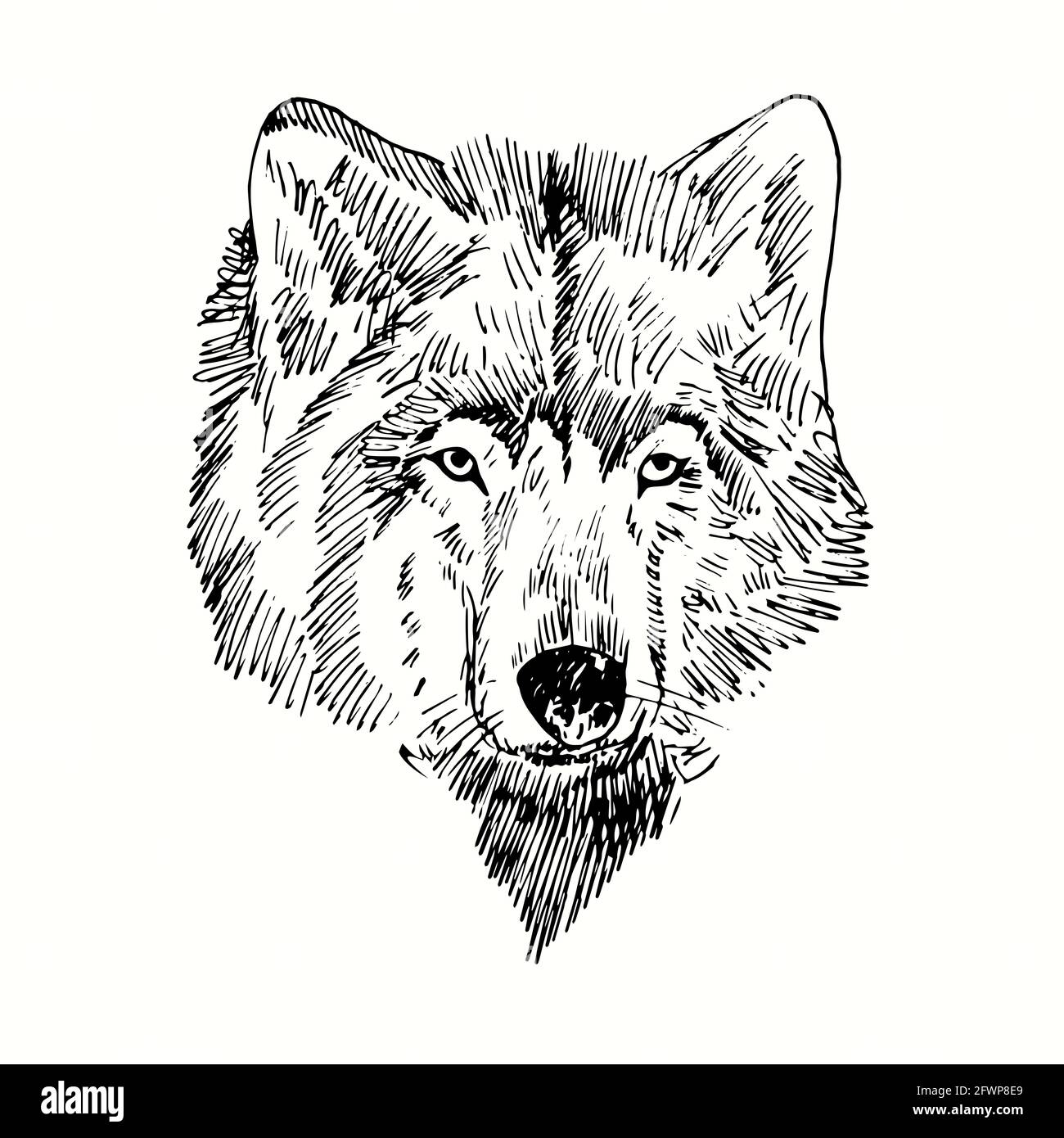 Wolf drawing immagini e fotografie stock ad alta risoluzione - Alamy