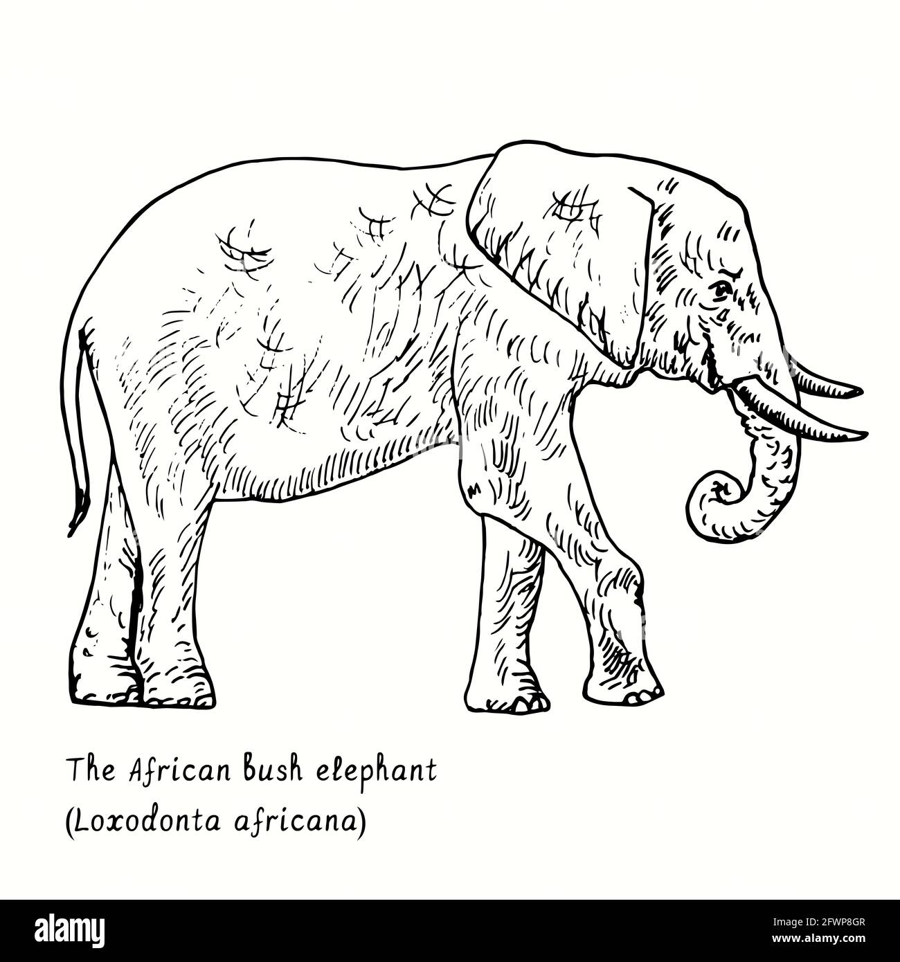 L'elefante afoso africano (Loxodonta africana) vista laterale. Inchiostro nero e bianco doodle disegno in legno stile. Foto Stock