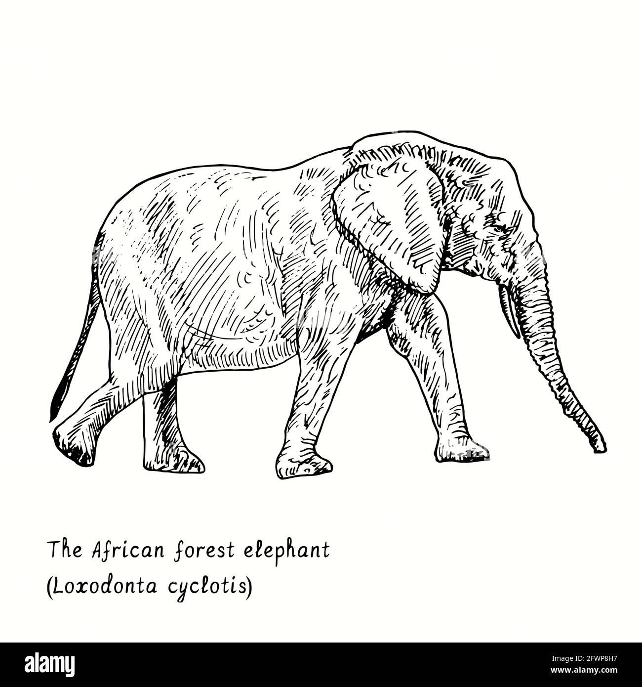 L'elefante della foresta africana (Loxodonta cyclotis) vista laterale. Inchiostro nero e bianco doodle disegno in legno stile. Foto Stock