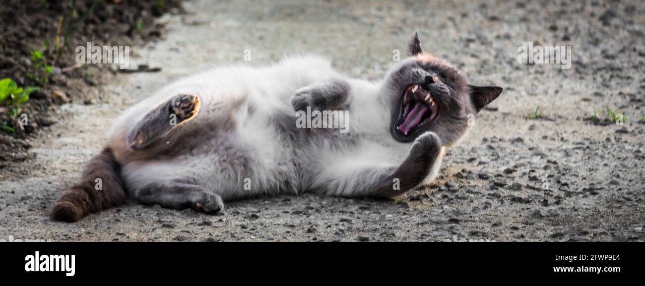 Carino gatto siamese soffice con pelliccia grigia che si stese su una strada Foto Stock