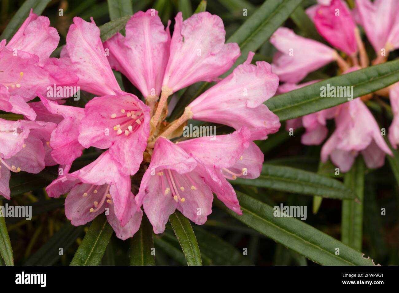 Rododendro makinoi, rododendro Makino, fioritura in primavera. Ritratto naturale delle piante Foto Stock