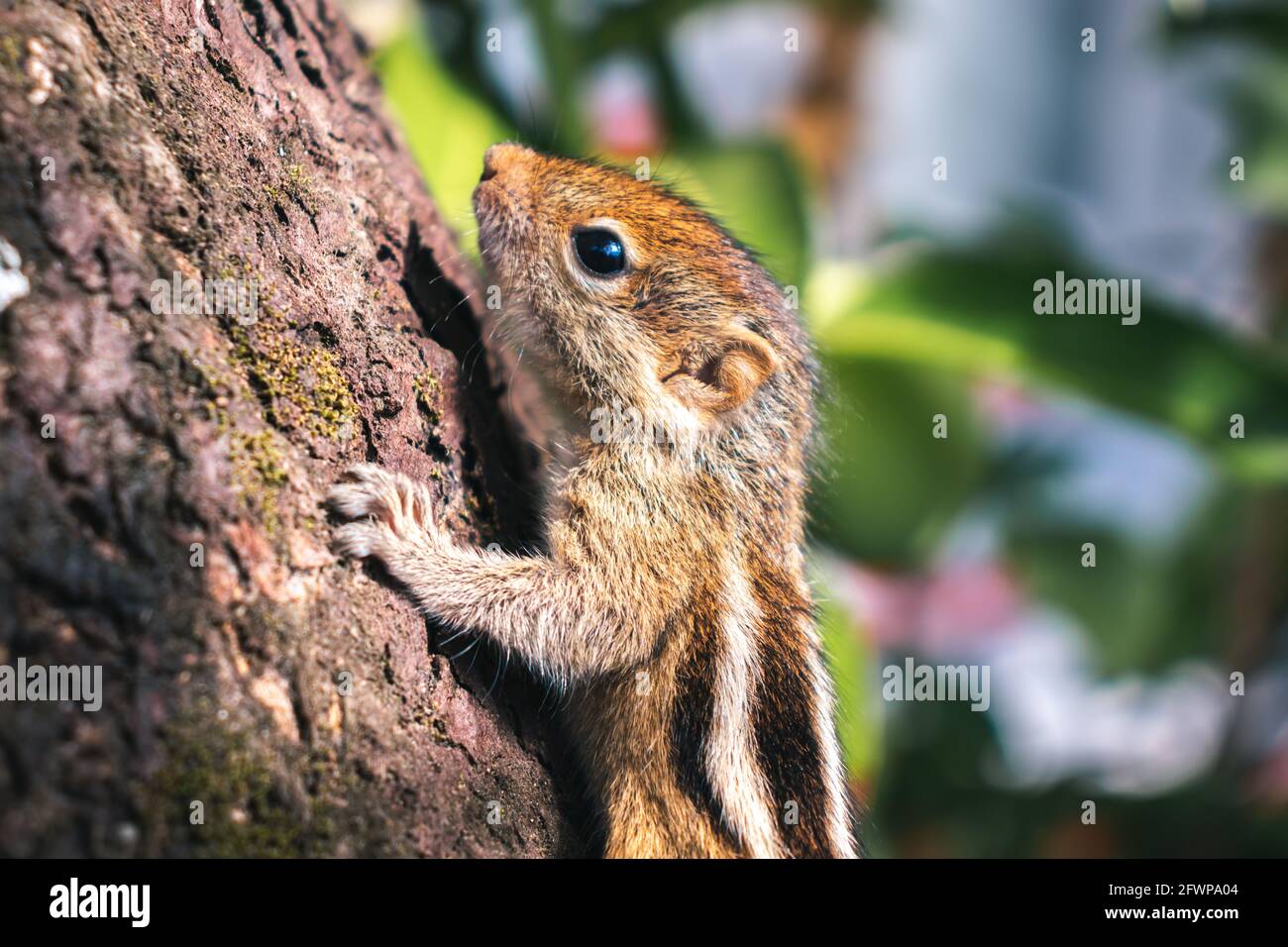 Carino scoiattolo piccolo cercando di salire su un enorme albero di mango, ma per imparare e padroneggiare l'arte dell'arrampicata, lotte per afferrare e tenere il grande tr Foto Stock