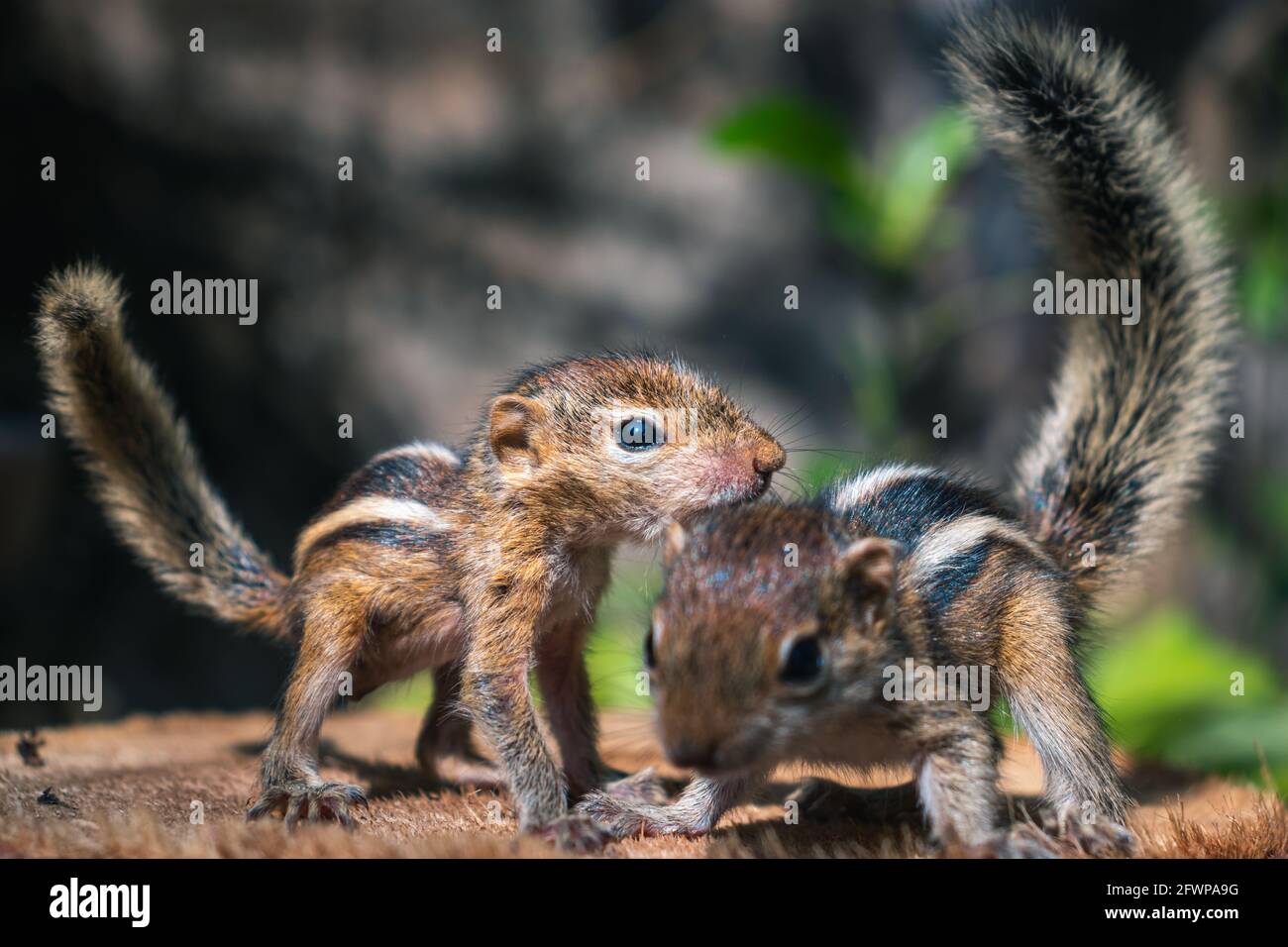 Piccoli scoiattoli animali che giocano insieme all'esterno, simpatici e adorabili scoiattoli orfani a malapena possono camminare e salire, code soffici in aria, tre st Foto Stock