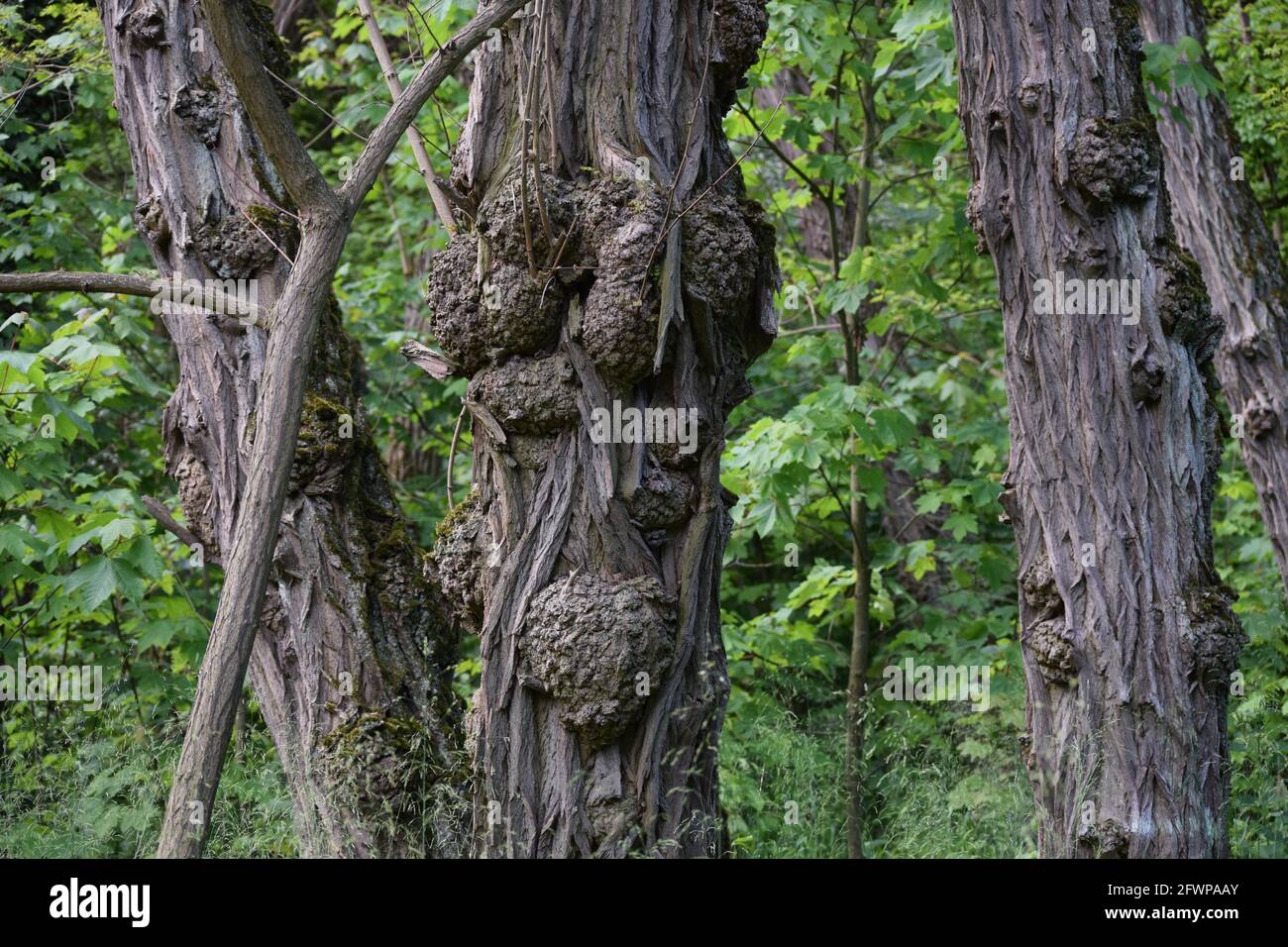 Tessuto della ferita su un Robinia Foto Stock