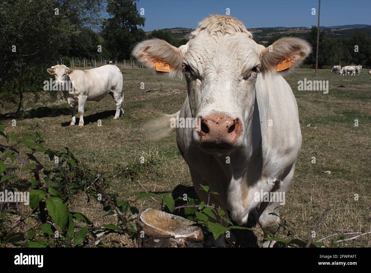 Bovini Charolais nella Francia centrale. La razza, allevata principalmente per la carne, è originaria di Charolles, nel dipartimento Saone-et-Loire della Francia centrale. Foto Stock
