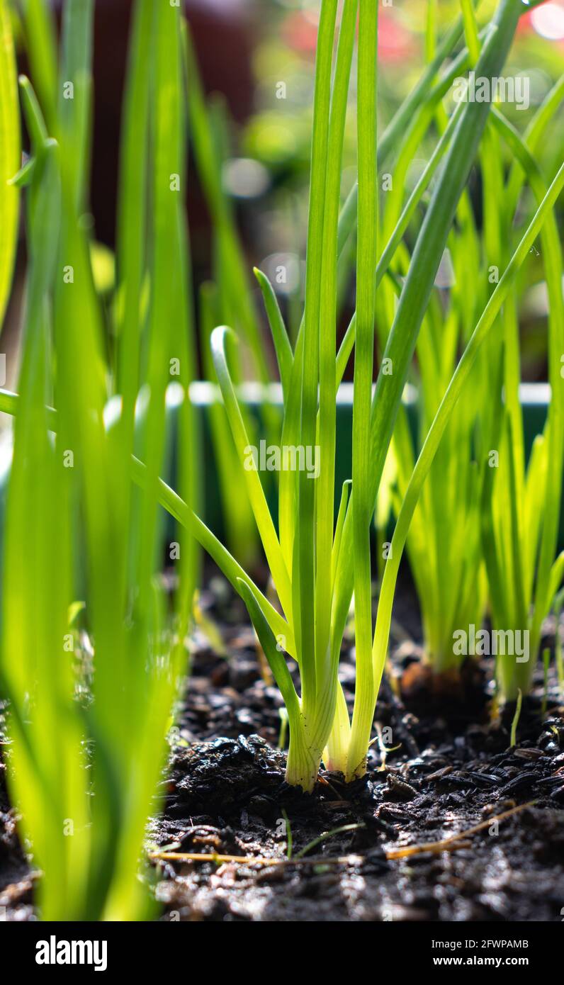 Giovani piantine di cipolla in un contenitore sporco primo piano piante, luce che passa attraverso le foglie verdi e si illumina. Foto Stock