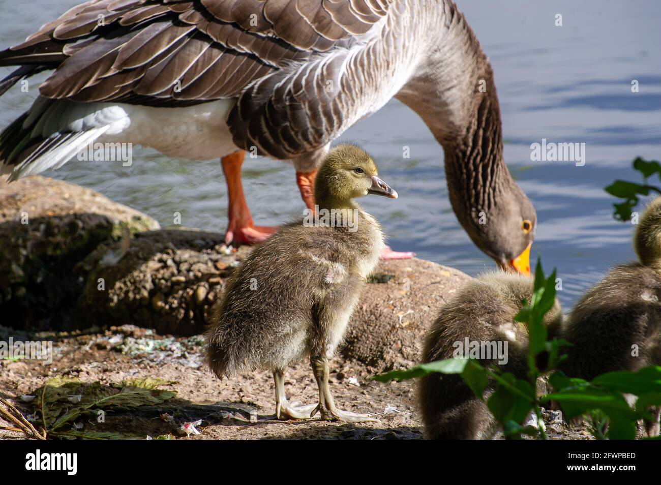 Windsor, Berkshire, Regno Unito. 24 maggio 2021. Un piccolo gosling vicino al Tamigi. Un altro giorno di tempo variabile con il sole caldo e le docce pesanti. Infine, il tempo è dovuto migliorare dopo il giorno festivo della Banca Lunedi prossima settimana. Credit: Maureen McLean/Alamy Live News Foto Stock