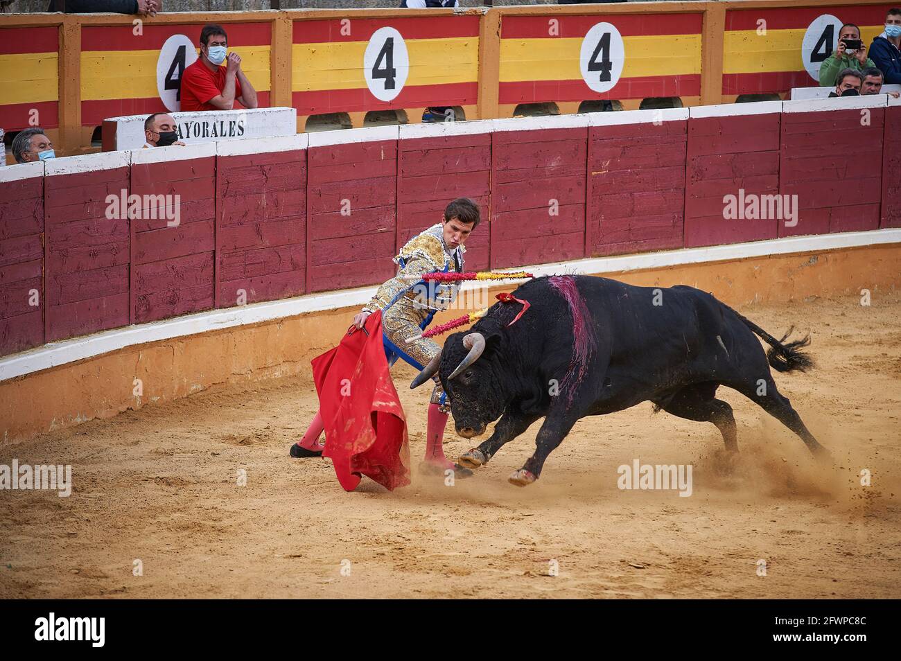 Tudela, Spagna. 23 maggio 2020. Daniel Barbero si esibisce con un toro da combattimento del ranch El Canario presso la Plaza de Toros Tudela (Plaza de Toros de Tudela) di Tudela. Sei tori dell'allevamento di bestiame 'El Canario' di Salamanca, in Spagna, hanno partecipato alle corride di oggi, 23 maggio, dai giovani corrieri Daniel de la Fuente, Daniel Barbero e Diego Garcìa nell'arena di Tudela, Navarra, in Spagna. Il rispetto della capacità in ogni momento con le misure del Covid 19. (Foto di Elsa A Bravo/SOPA Images/Sipa USA) Credit: Sipa USA/Alamy Live News Foto Stock