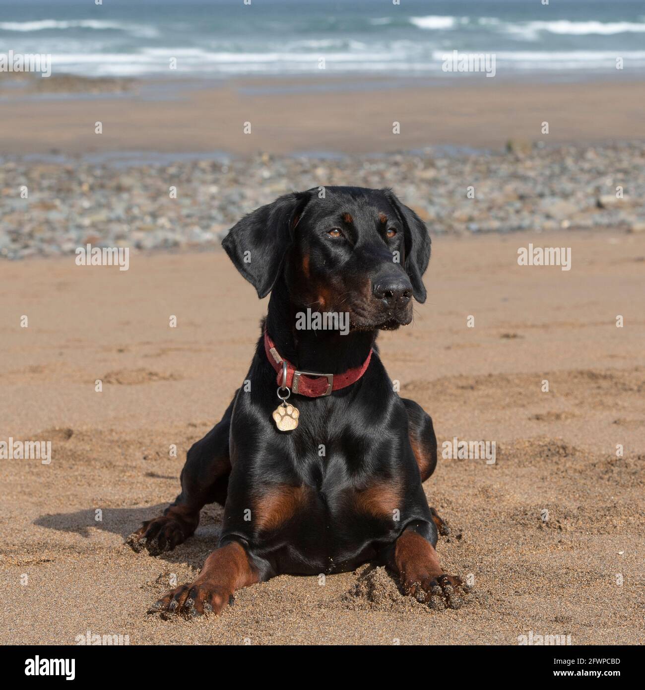 Dobermann Foto Stock