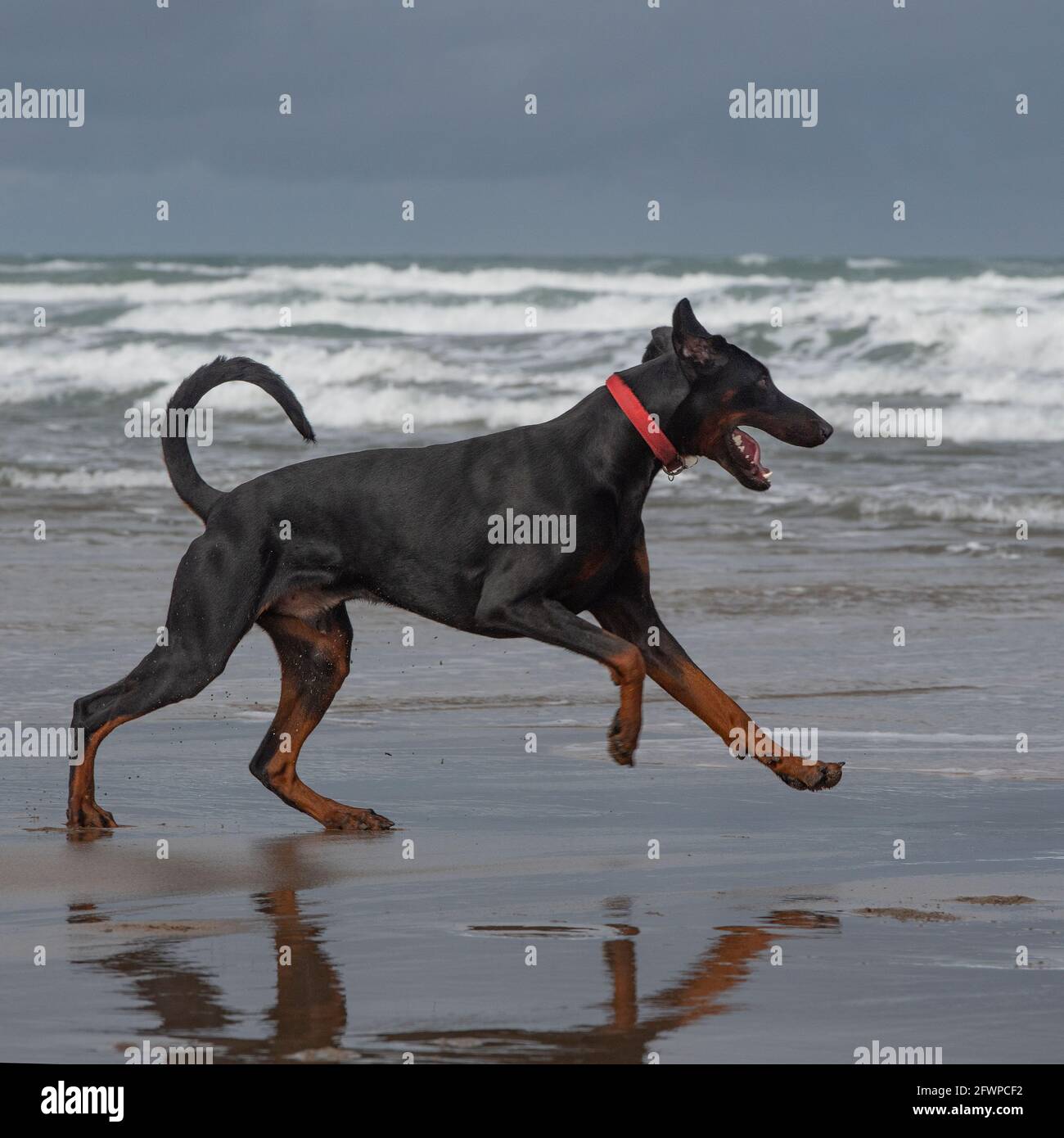 Dobermann Foto Stock