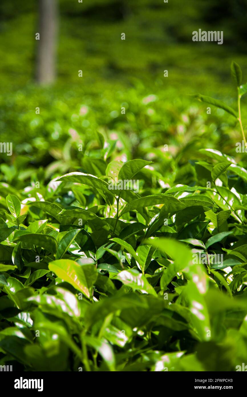 Piantagione di tè verde fresco allo Sri lanka Foto Stock