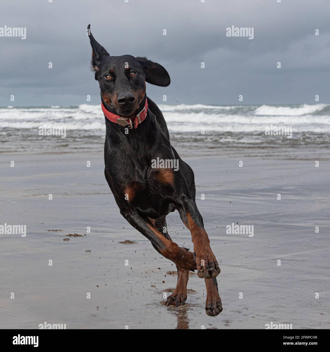 Dobermann Foto Stock